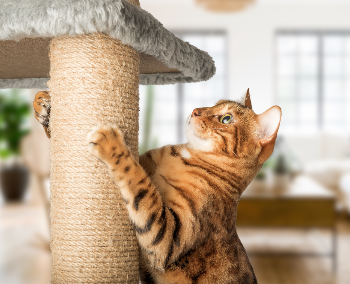 Codex Cat Everything you need to know about domestic cats | Francodex