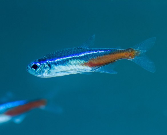 Le biotope Aquarium Communautaire