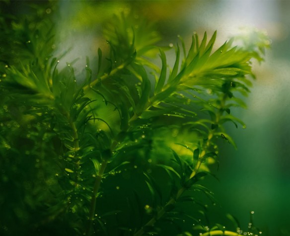 Les Plantes