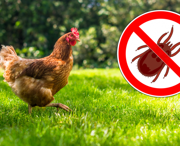 Red mites on hens: how can you get rid of them for good?