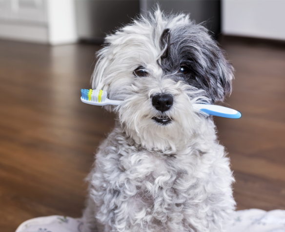 Higiene dental del perro: todo lo que necesitas saber