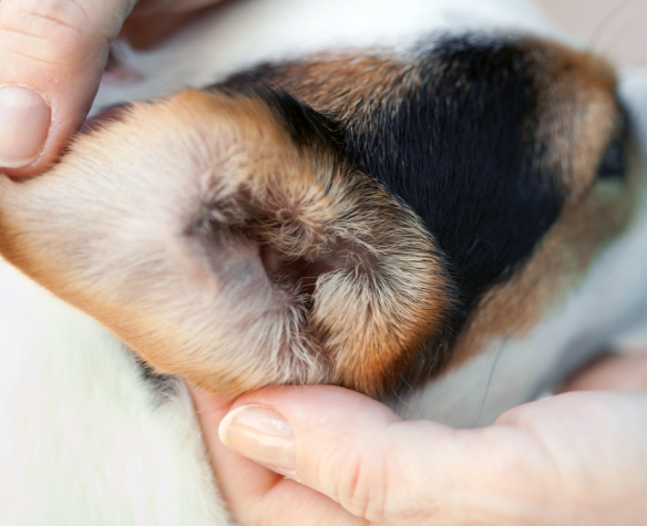 Canosept Toallitas Limpiador Oidos Perros 3 x 50 Piezas Limpiador oidos Perros Cajas De Dedos para Una Limpieza Práctica E Intuitiva Cuidado E Higiene De Las Orejas De Los Perros 