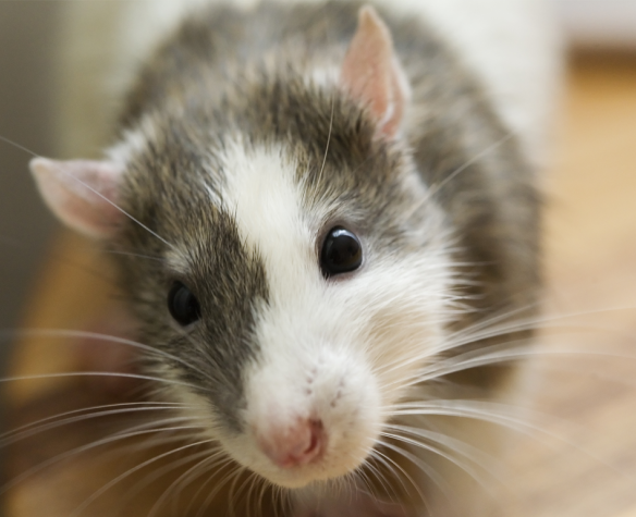 Le rat