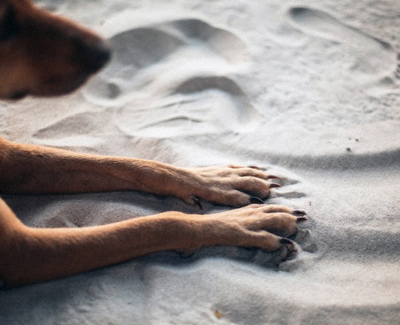 Comment bien nettoyer et soigner une plaie chez le chien ? - Soins et  entretien - Chien - Santévet