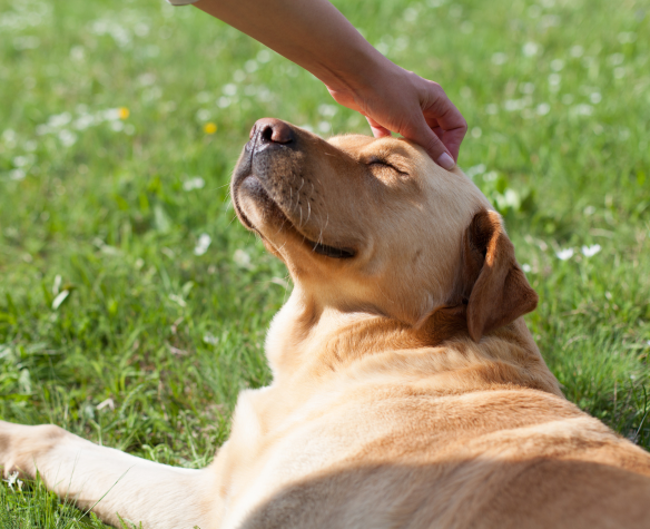 Quels sont les bienfaits des probiotiques pour les chiens ?