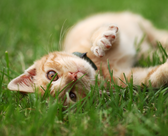 Quels sont les bienfaits des probiotiques pour chats ? Guide d’utilisation