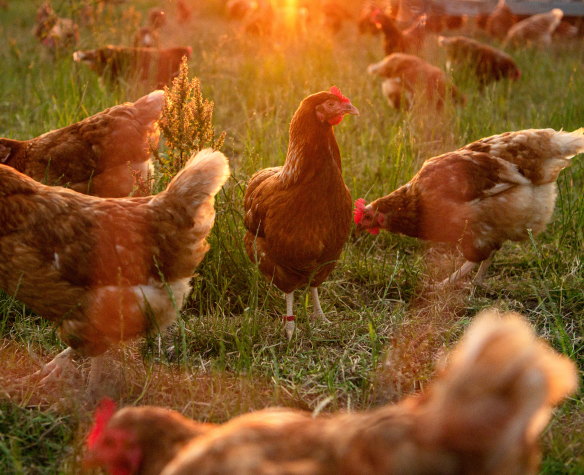 Élever des poules : conseils vétérinaires pour bien débuter et prendre soin de ses gallinacés