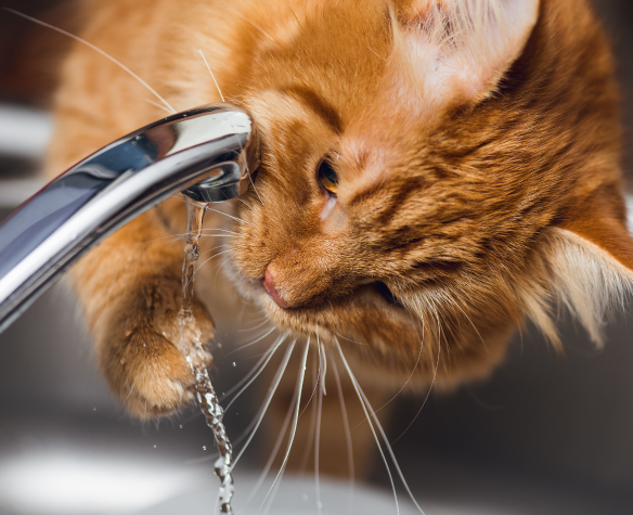 Comment rafraîchir son chat et assurer son bien-être en été ?