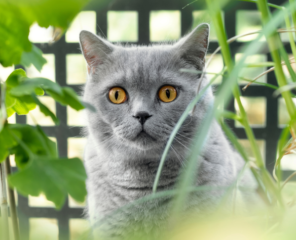 Mon chat détruit mes plantes et mon extérieur : pourquoi et comment y remédier durablement ?