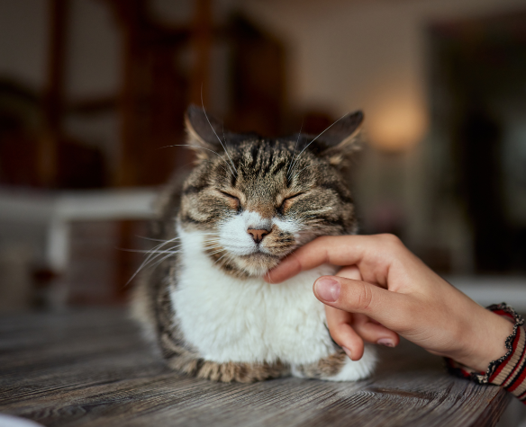 Bien connaître les maladies des chats âgés pour mieux les soigner