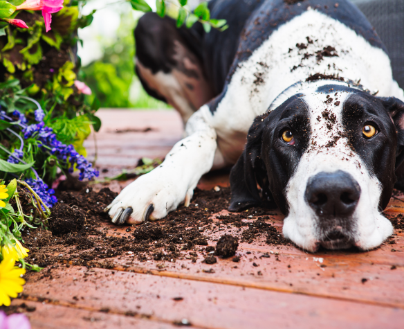 Mon chien détruit tout en extérieur : que faire pour l’arrêter ?