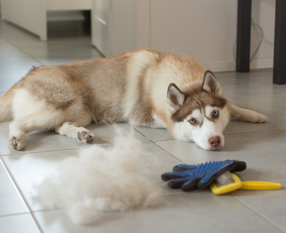 La mue du chien : tout comprendre de ce phénomène naturel
