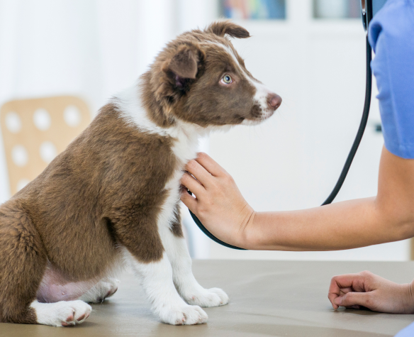 Digestive disorders in dogs: causes, symptoms and treatment