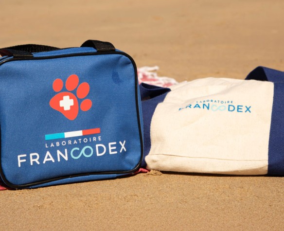 Premiers secours canins et félins : 11 réflexes à avoir en cas d’urgence