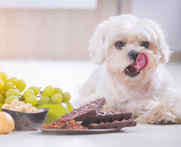 Aliments toxiques pour les chiens et les chats : liste, symptômes et prévention