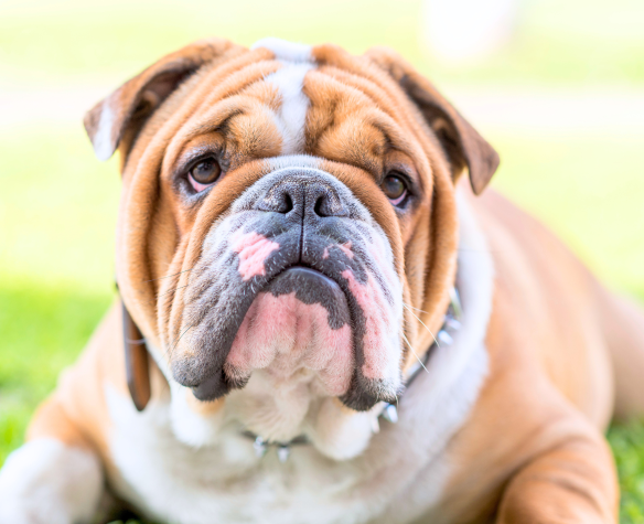 SORB chez le chien : comprendre le syndrome obstructif respiratoire du brachycéphale