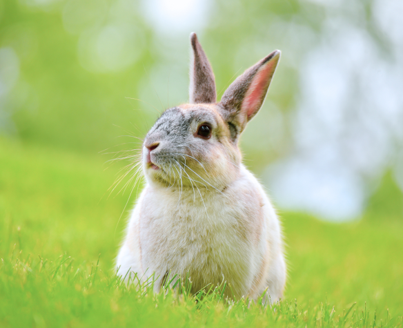 Arrêt du transit chez le lapin : signes d’alerte, causes et traitement