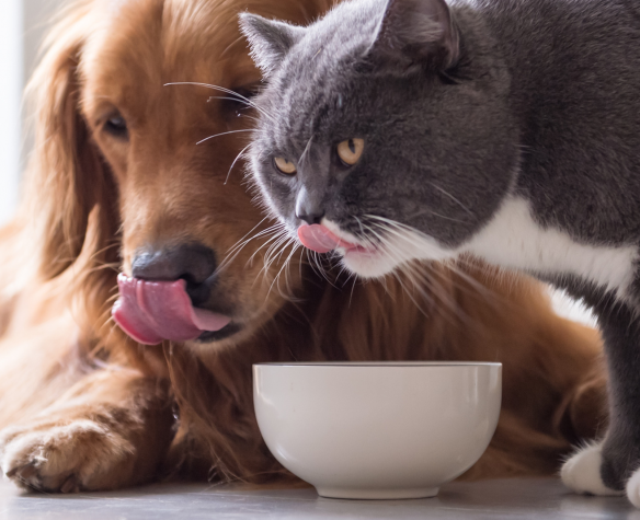 Complementary food