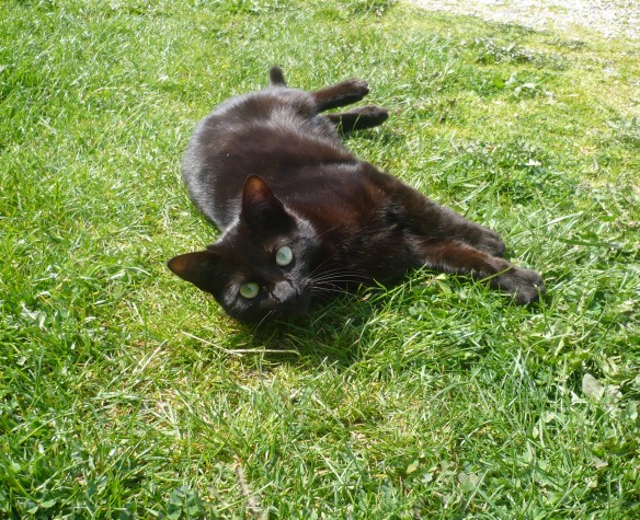 "L'Écureuil sur le Vieux Chêne"