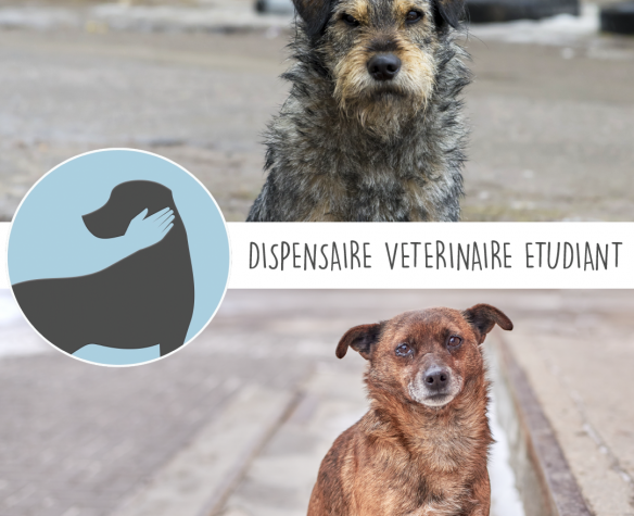 Lyon Student Community Veterinary Clinic