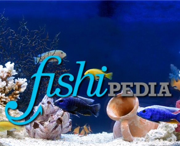 Fishipedia