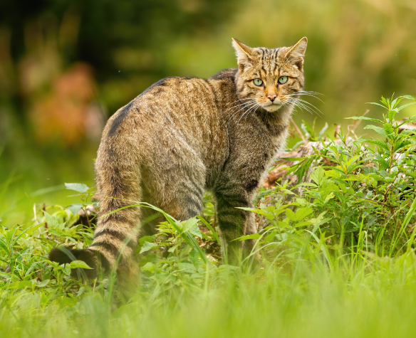 Tout savoir sur le chat sauvage et son identification