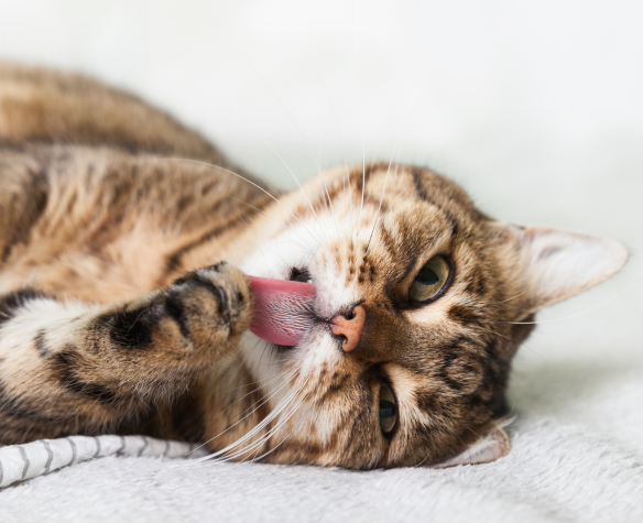 Mon chat se lave beaucoup plus que d’habitude : comprendre et faire cesser ce comportement