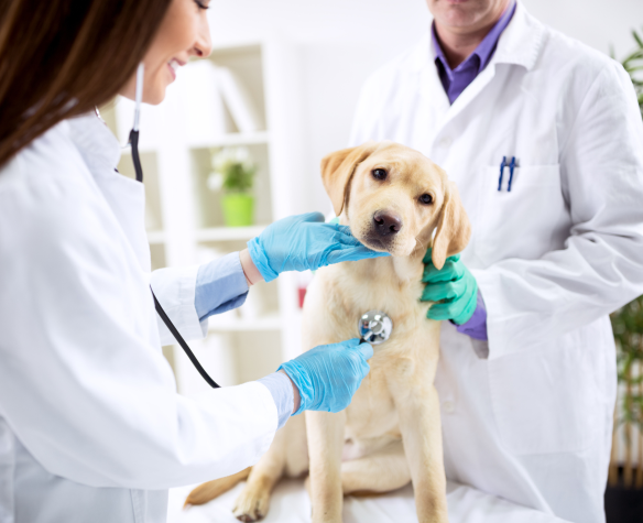 Les vers chez le chat et le chien : types, symptômes associés et traitements