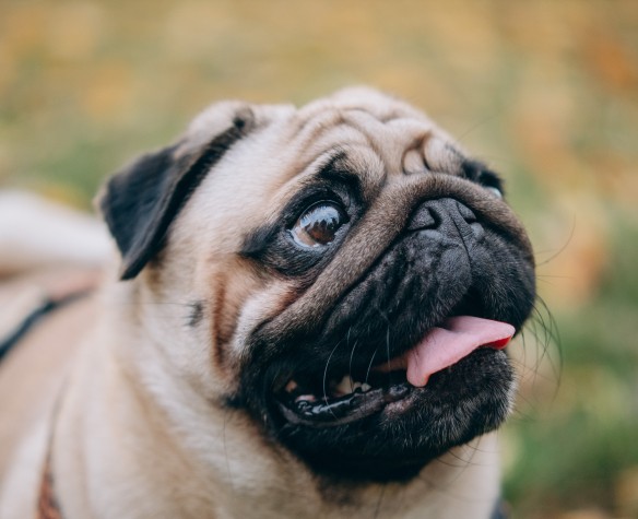 Hypertypes chez le chien et le chat : comprendre les enjeux pour mieux adopter et mieux accompagner