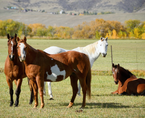 Soins des chevaux : le guide pratique du futur propriétaire