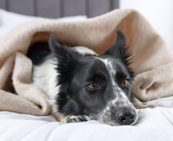 Traitement de l’arthrose du chien : les solutions pour apaiser la douleur et préserver la mobilité