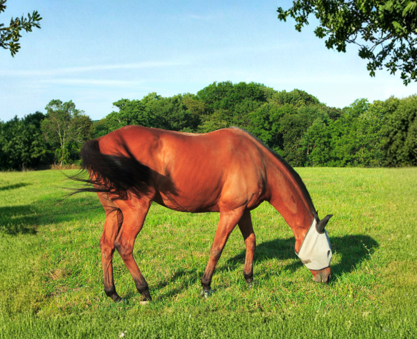 Parasites du cheval : reconnaître, prévenir et gérer les infestations