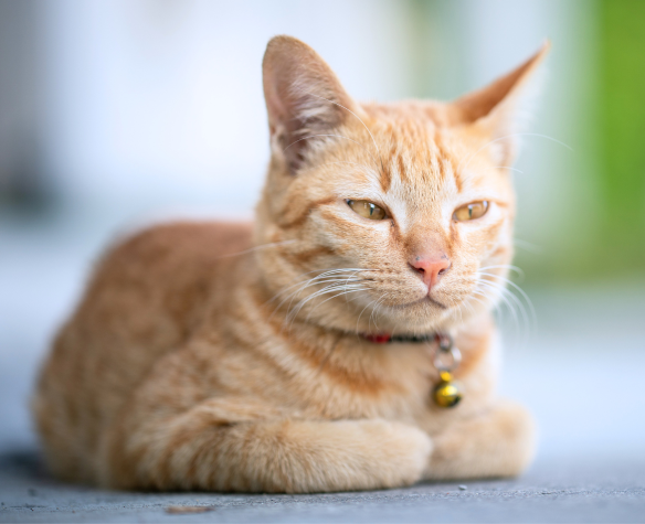 Insuffisance rénale du chat : origine, symptômes, traitements et bonnes pratiques