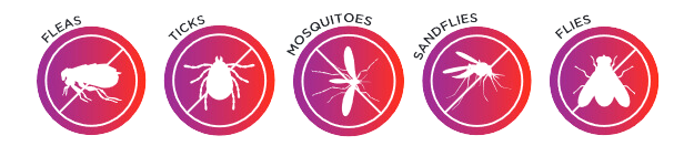 parasites : puces, tiques, moustiques, mouches et phlébotomes