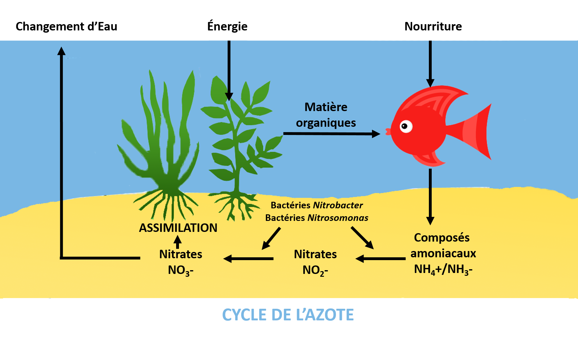 Le Cycle de l'Azote - Laboratoire Francodex