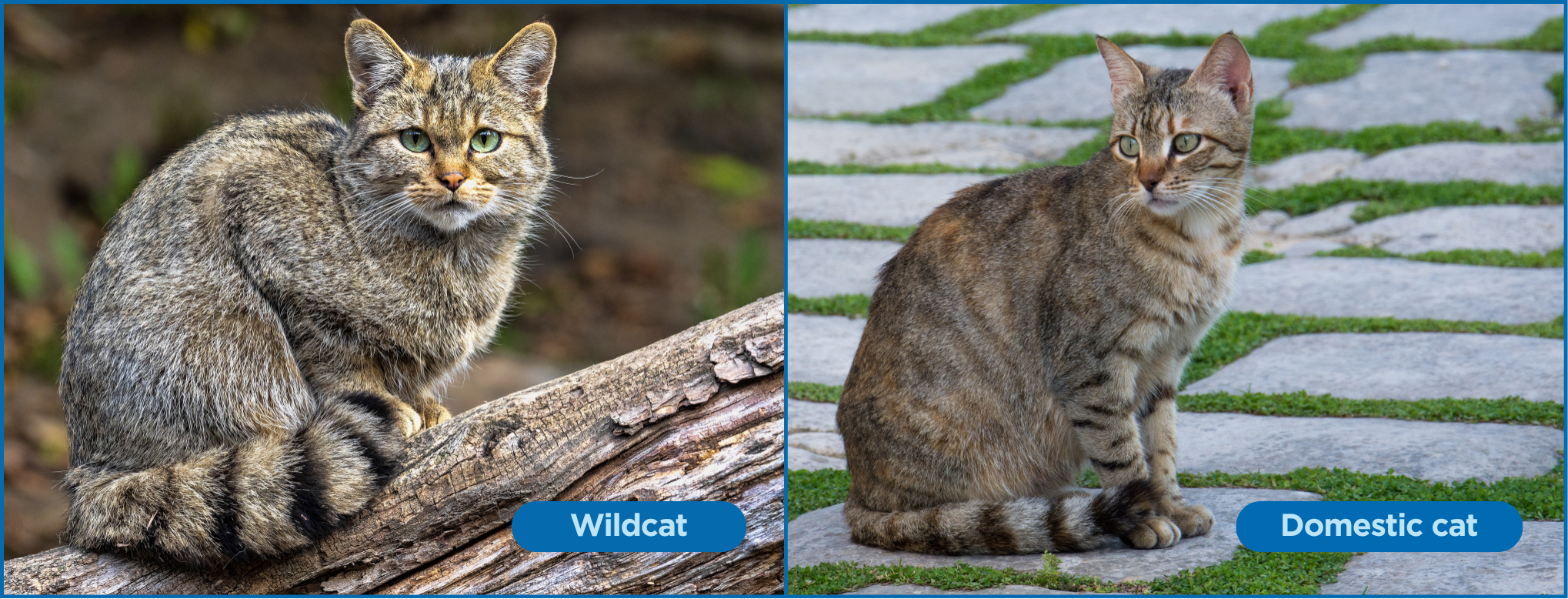 difference chat sauvage et chat domestique