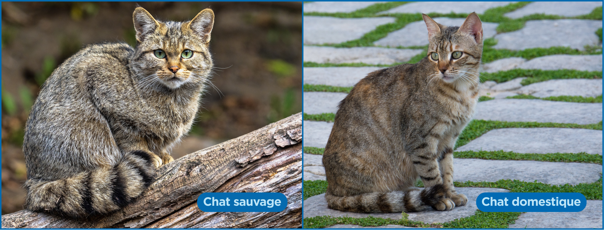difference chat sauvage et chat domestique